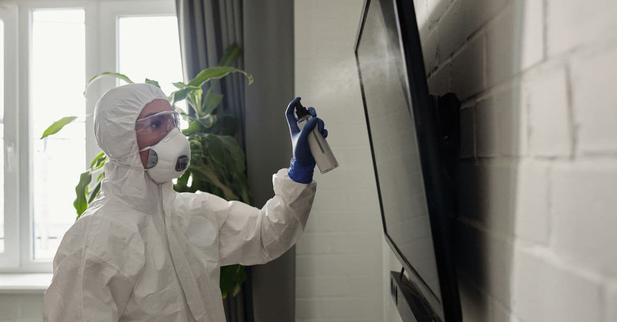 Bed bugs, fleas & insects