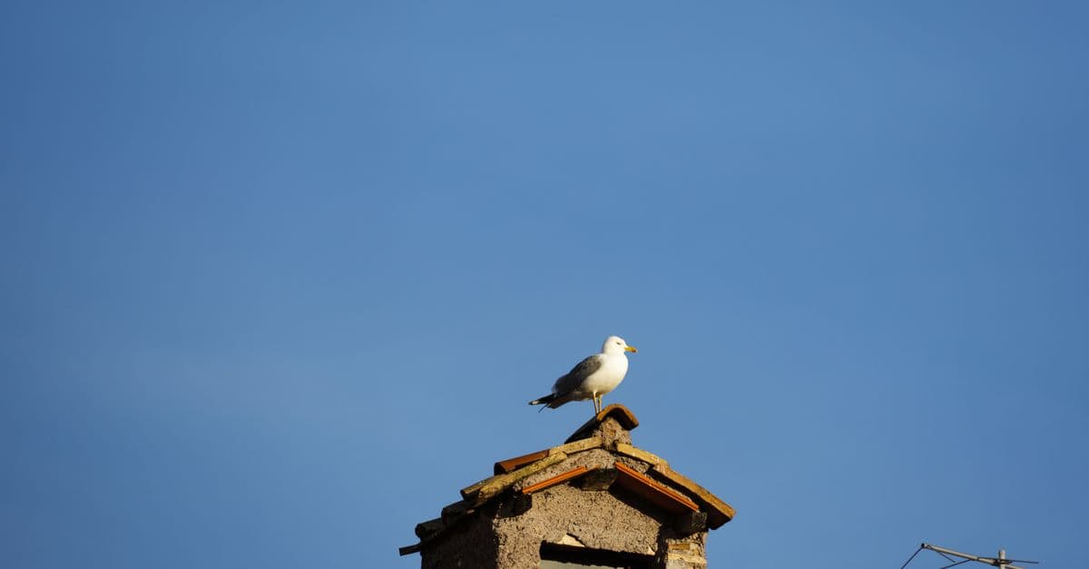 Gull & pigeon proofing